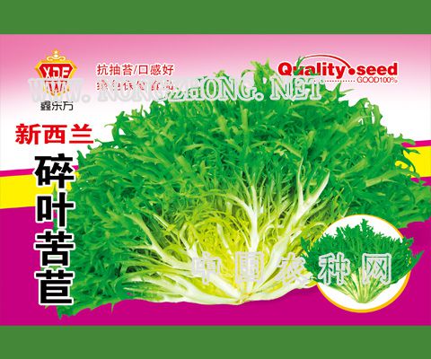 新西兰啐叶苦苣